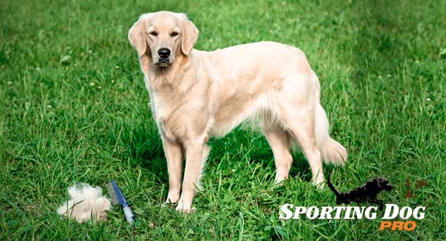 4 Steps To A Well Groomed Hunting Dog
