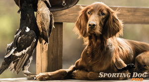 The Companionship of a Hunting Dog