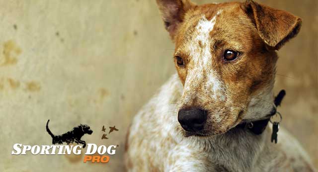 Boosting The Confidence Of A Rescued Dog