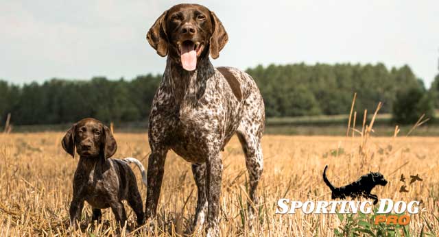 Casual Gun Dog Training