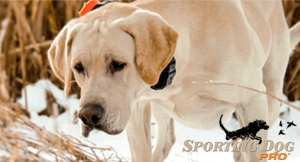 Proper Conditioning for Your Cold Weather Dogs