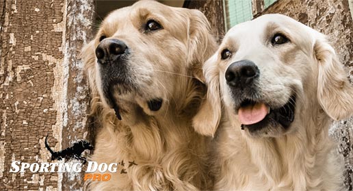 How to Handle the Loss of Your Dog