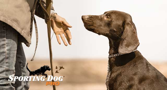 Developing A Standard In Your Dog Training