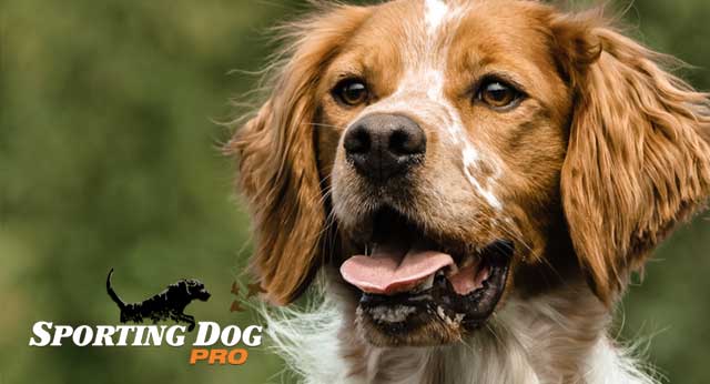 Diarrhea in Dogs