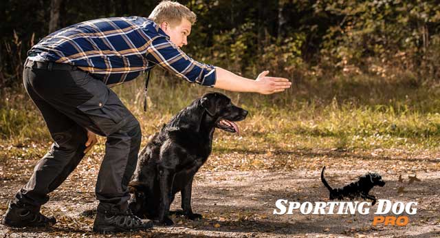 Do You Have What It Takes To Train Your Dog?