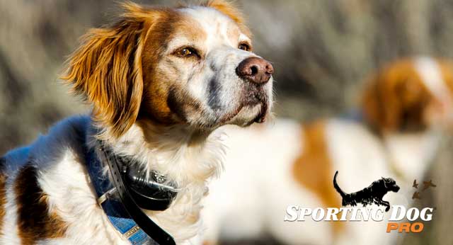 Dove Hunting Season Dog Safety
