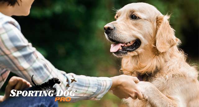 The Importance of Caring for a Dog Throughout the Year