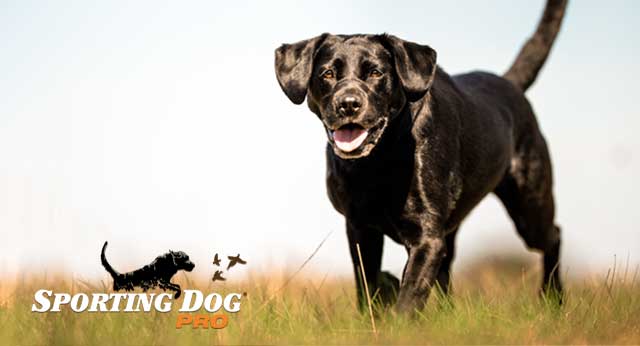 7 Things To Consider Before You Get a Dog