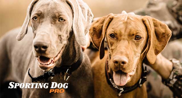 5 Tips To Help Avoid Injuries With Your Gundog