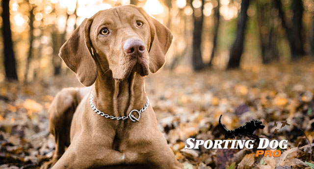 Four Tips for Training Your Dog for Life
