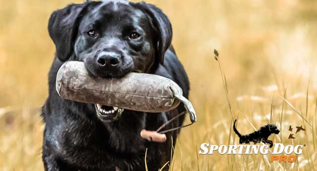 Hunting Dog Training Equipment