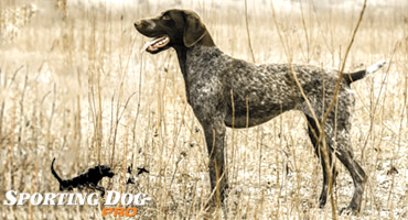 German Shorthaired Pointer | Sporting Dog Pro