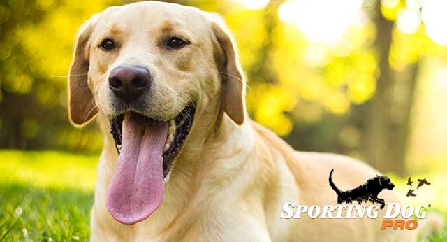 Why Does My Dog Have Bad Breath?