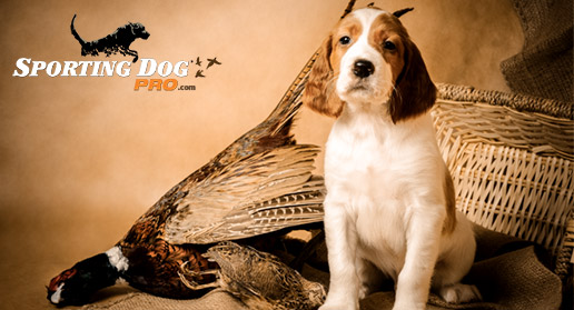 Hunting dog on sale names male