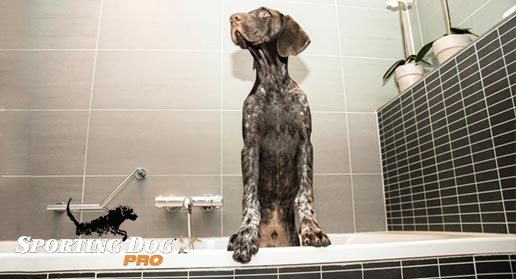 Hunting Dog or House Dog?