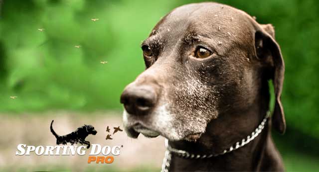 Keeping Your Dog Protected From Mosquitoes