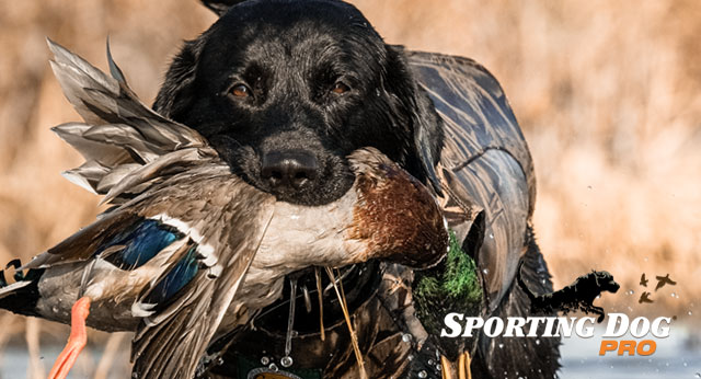 Preparation for Hunting: Boats, Decoys, and Calls