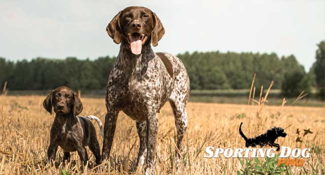 Pros and Cons of Spaying or Neutering Your Hunting Dog