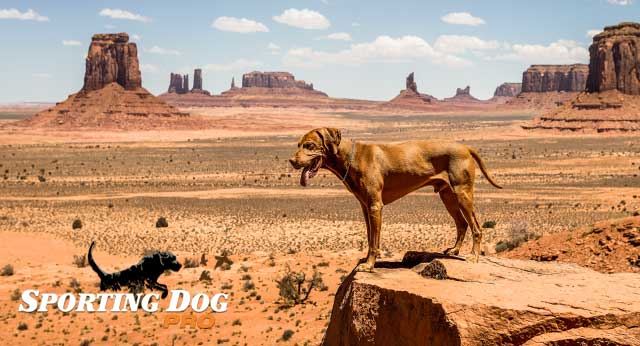 Protecting Your Dog From A Heat Stroke