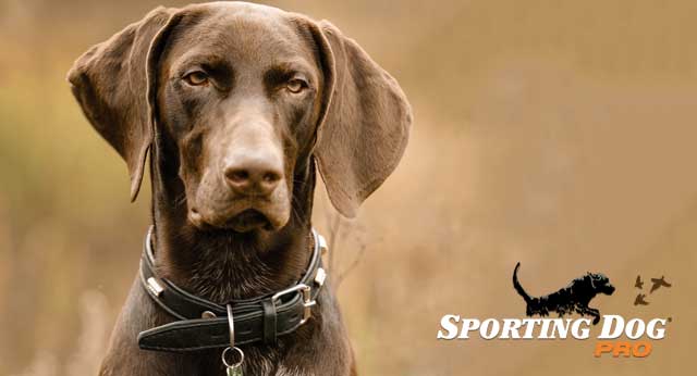 Successful Communication With Your Gundog
