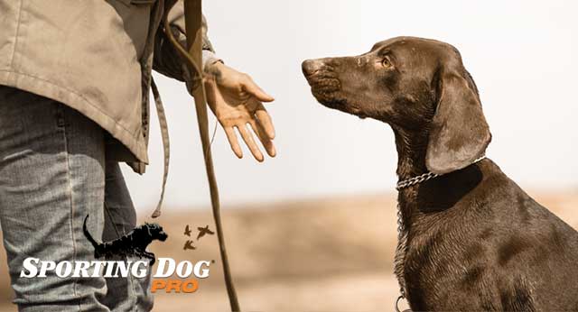 Teaching Your Dog To Sit