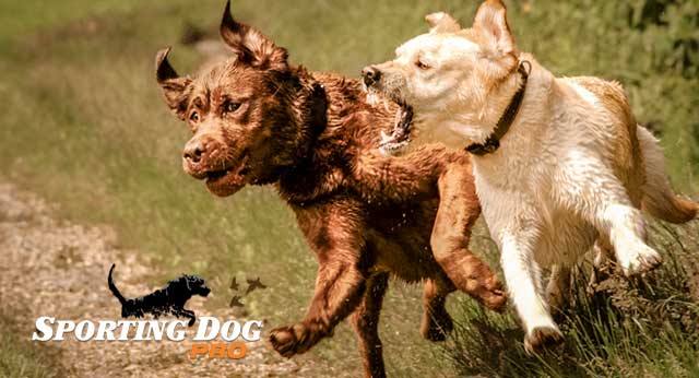 Stopping Dog Aggression Early
