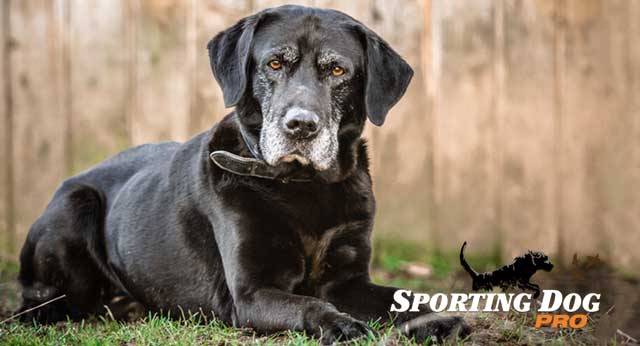 Tips For Training An Older Dog