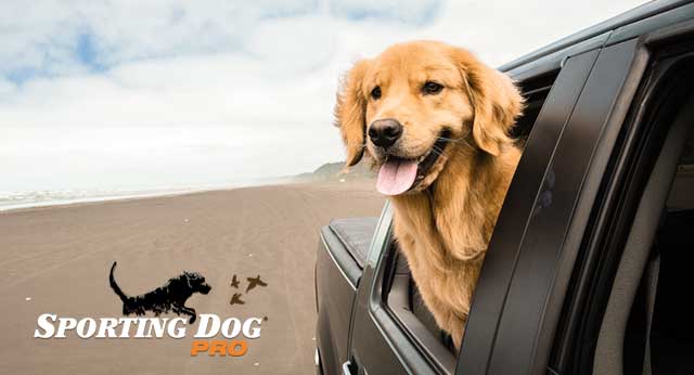 Tips for Traveling In The Car With Your Dog