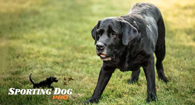 Tips To Care For Urinary Tract Issues In Dogs