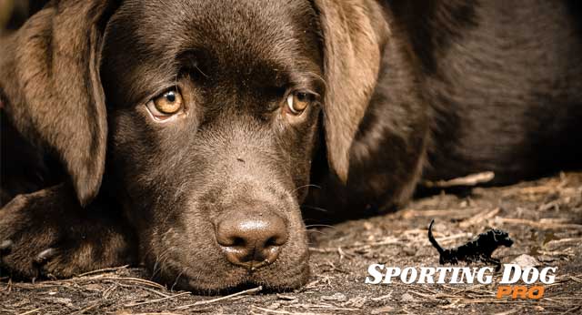 Help With Separation Anxiety or Latchkey Dogs