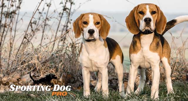 Training Your Beagle To Hunt Rabbits Sporting Dog Pro Training Your Beagle To Hunt Rabbits Sporting Dog Pro