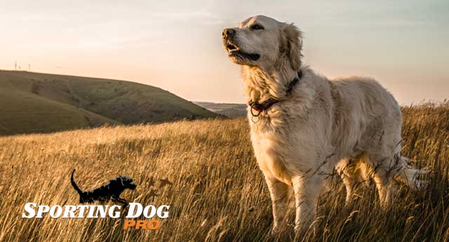 Training Your Hunting Dog to Leave Snakes Alone