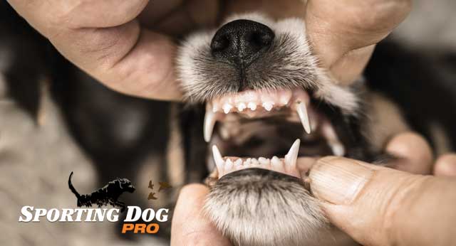 Dealing With Your Dog Who Bites