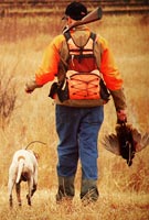 A gundog wearing the Garmin Alpha 100 tracking GPS