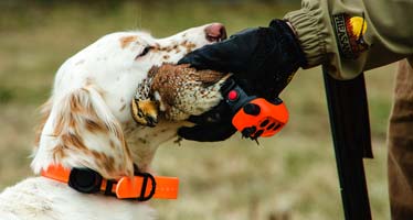 dog wearing rapt 1450 collar