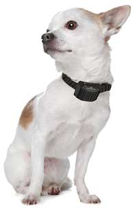 miniature-dog-wearing-bark-collar-eyenimal