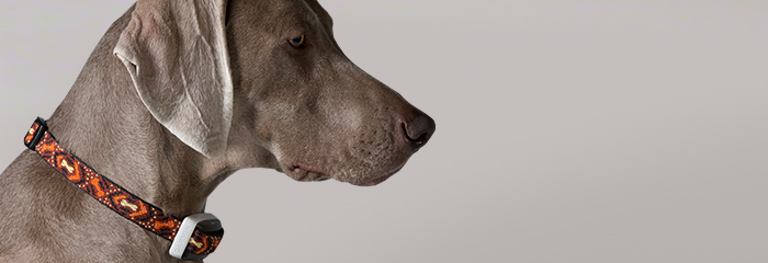 dog wearing garmin delta smart