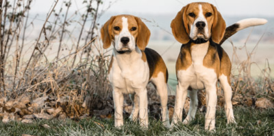 beagle training