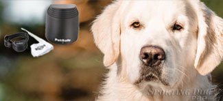 a dog using a wireless invisible dog fence.
