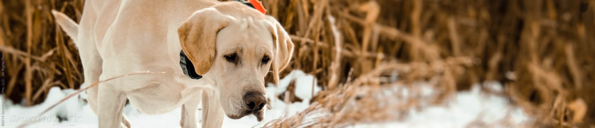 hunting dog wearing a dog training collar