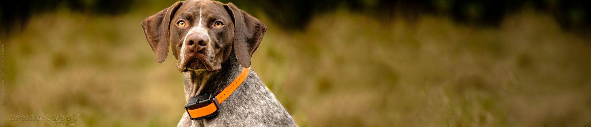 hunting dog wearing a dog training collar